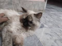 a beautiful and pure Himalayan pregnant cat for sale