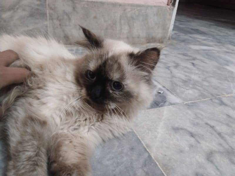 a beautiful and pure Himalayan pregnant cat for sale 0