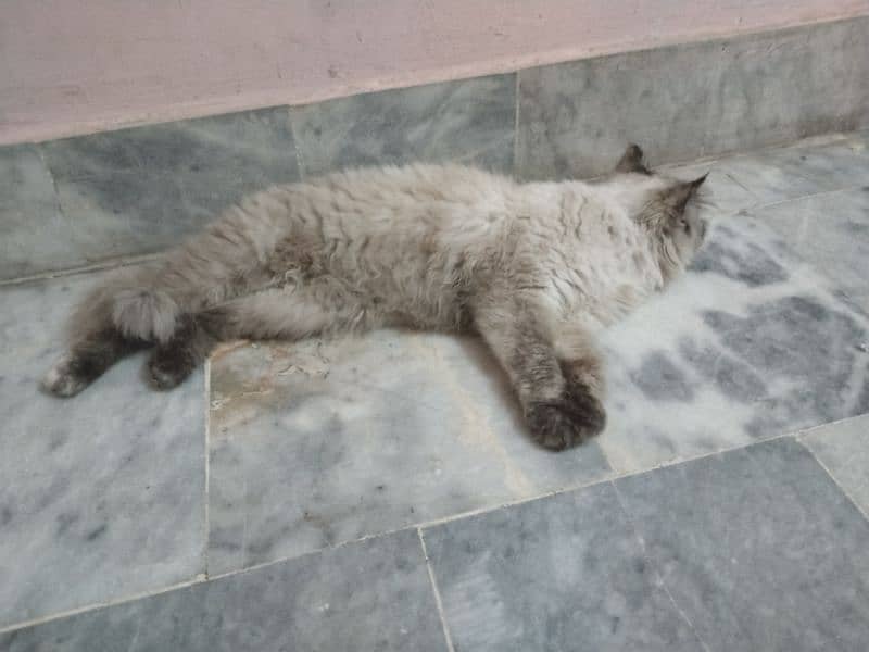 a beautiful and pure Himalayan pregnant cat for sale 1