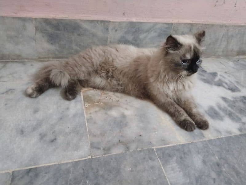 a beautiful and pure Himalayan pregnant cat for sale 2