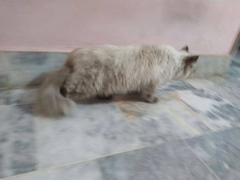 a beautiful and pure Himalayan pregnant cat for sale 3