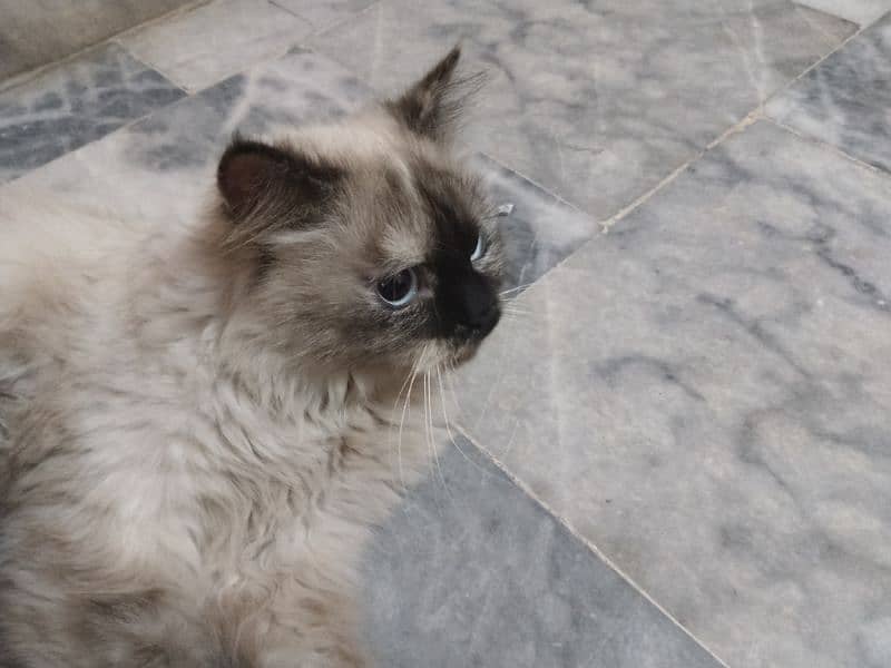 a beautiful and pure Himalayan pregnant cat for sale 4