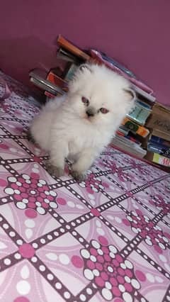 Persian Himalayan kitten