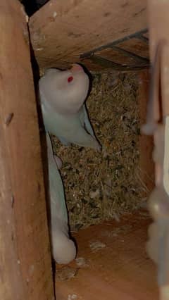 Love birds cremino | albino red eyes pair | big cage 03214778384