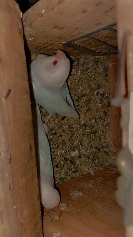 Love birds cremino | albino red eyes pair | big cage 03214778384 0