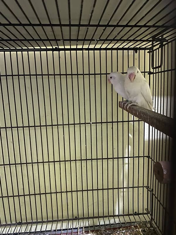 Love birds cremino | albino red eyes pair | big cage 03214778384 1