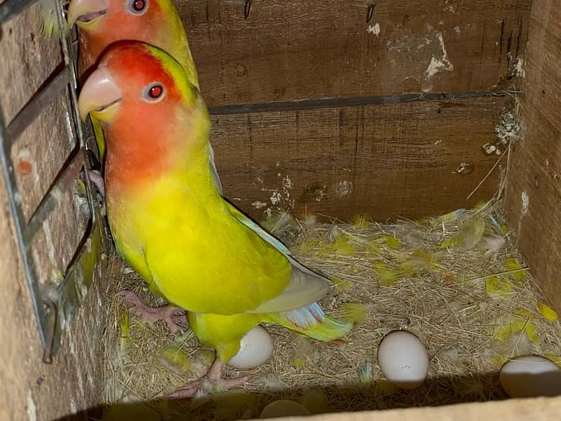 Love birds cremino | albino red eyes pair | big cage 03214778384 3