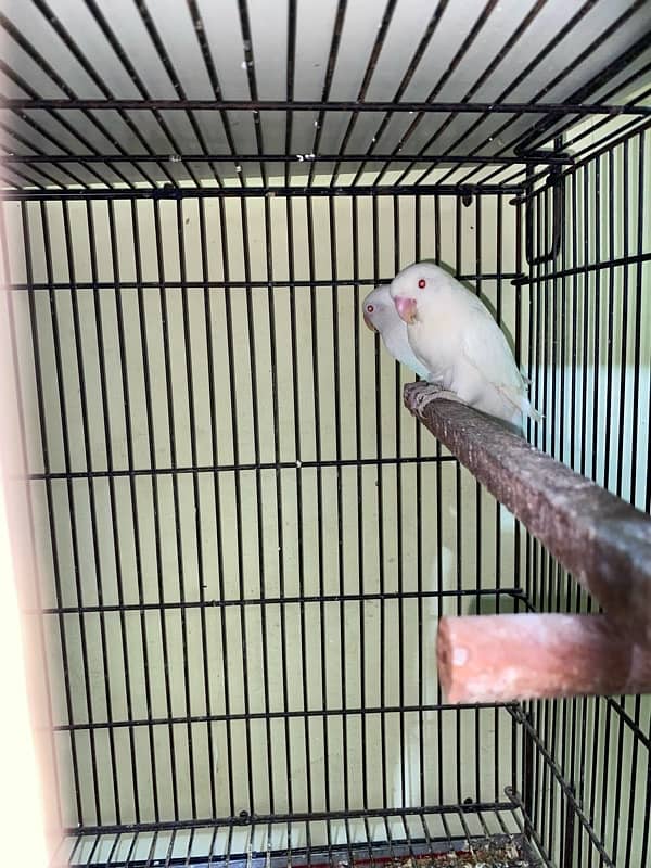 Love birds cremino | albino red eyes pair | big cage 03214778384 4