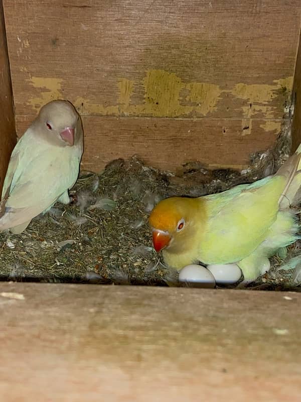 Love birds cremino | albino red eyes pair | big cage 03214778384 5