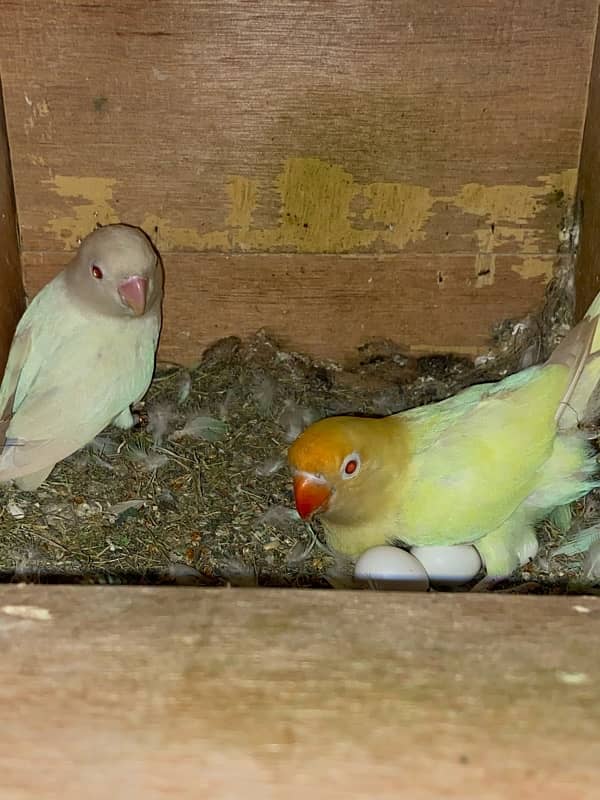 Love birds cremino | albino red eyes pair | big cage 03214778384 6