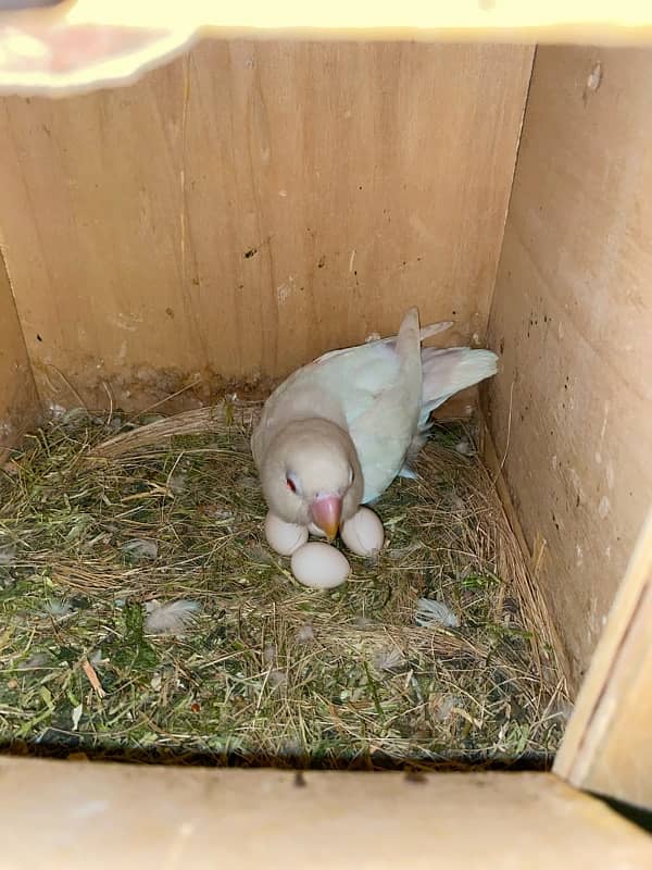 Love birds cremino | albino red eyes pair | big cage 03214778384 7