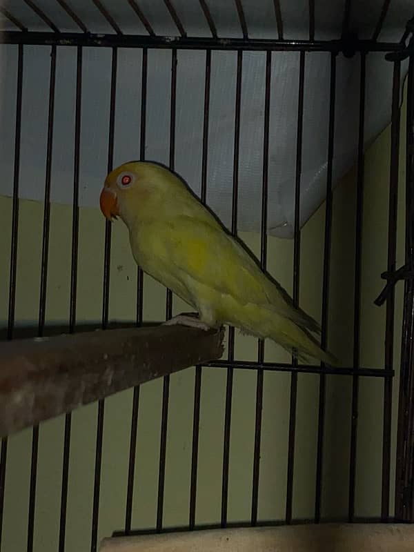 Love birds cremino | albino red eyes pair | big cage 03214778384 8