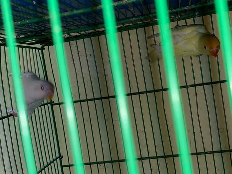 Love birds cremino | albino red eyes pair | big cage 03214778384 10