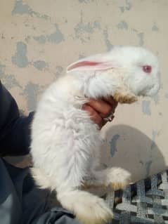 angora male hand tamed friendly 03224186572