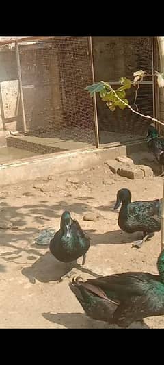 Black Cayuga Duck Breeder. 03344710520