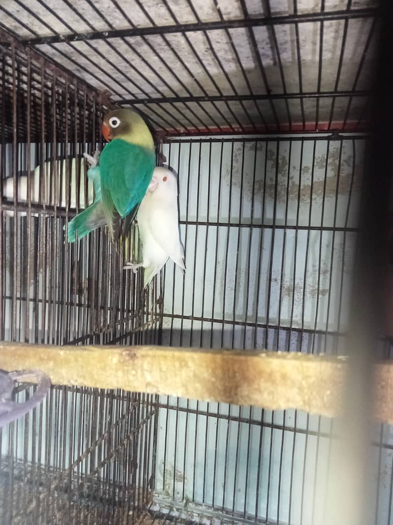 Love bird breeder pair 0