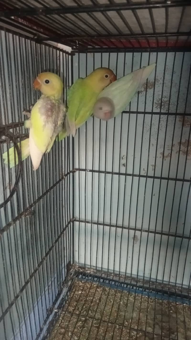 Love bird breeder pair 1