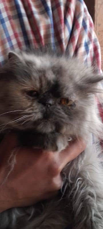 Persian female cat 1