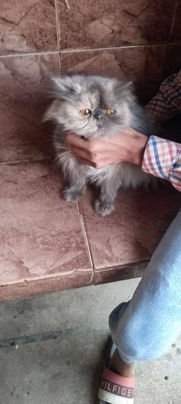 Persian female cat 3