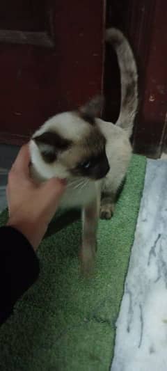 Siamese cat female. urgent sale