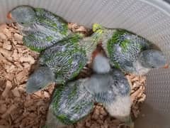 Pahari Parrot Chicks