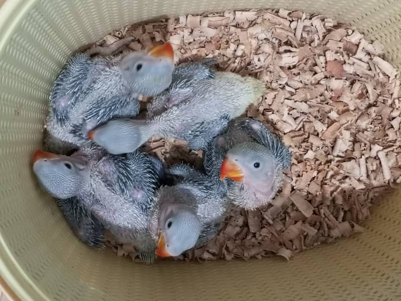 Pahari Parrot Chicks 1