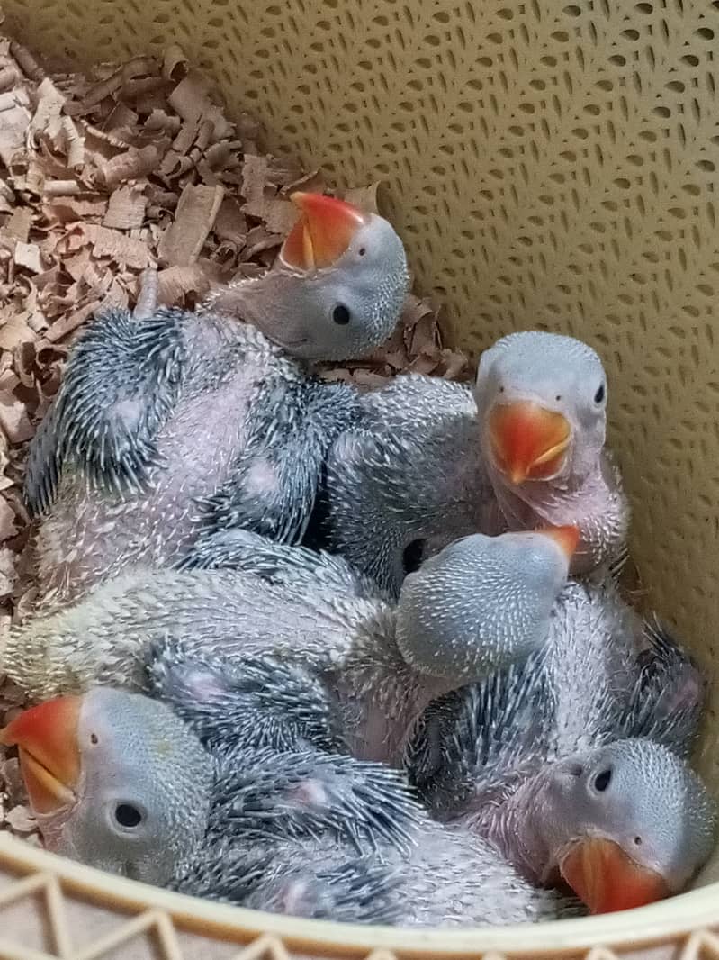 Pahari Parrot Chicks 2