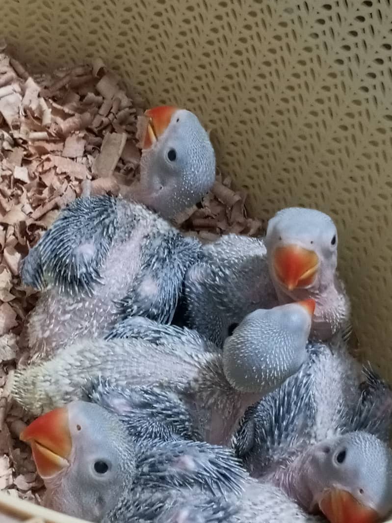 Pahari Parrot Chicks 3