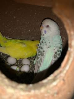 Australian Red Eyes Parrots