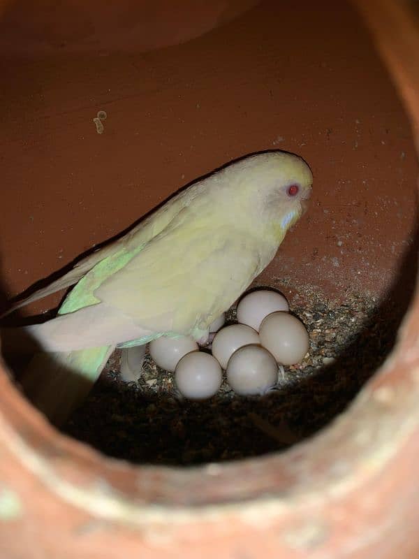 Australian Red Eyes Parrots 2