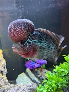 Superactive Flowerhorn