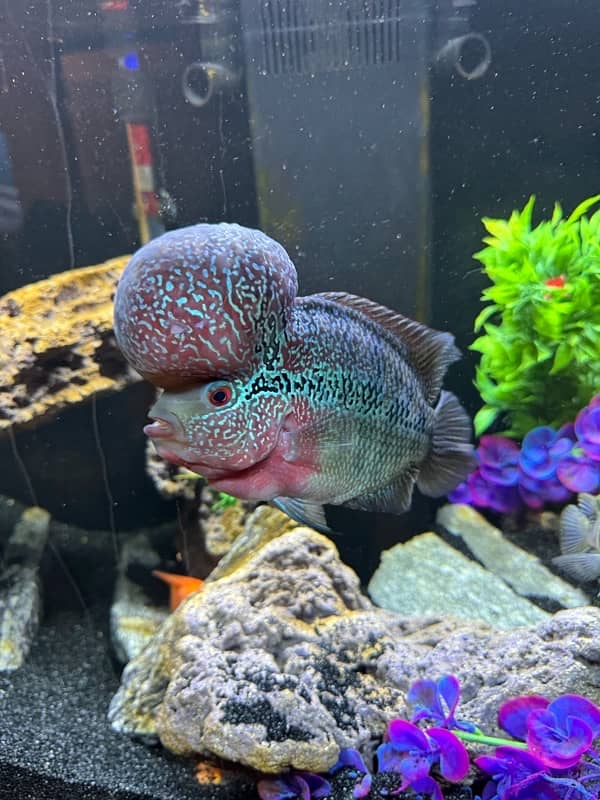 Superactive Flowerhorn 1