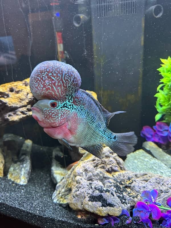 Superactive Flowerhorn 2