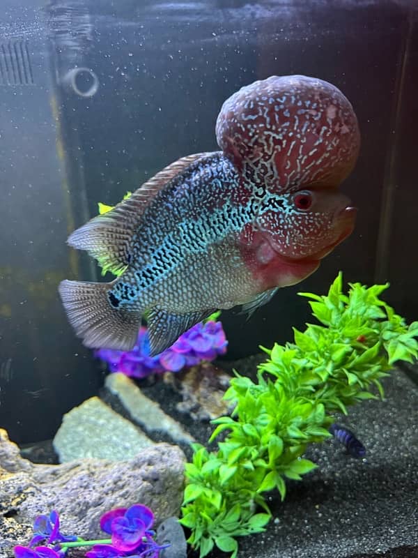 Superactive Flowerhorn 3