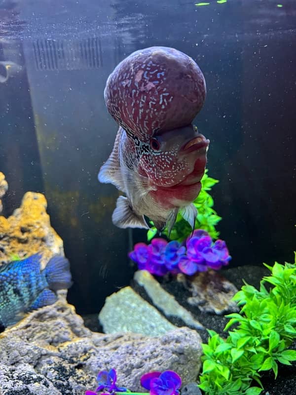 Superactive Flowerhorn 4