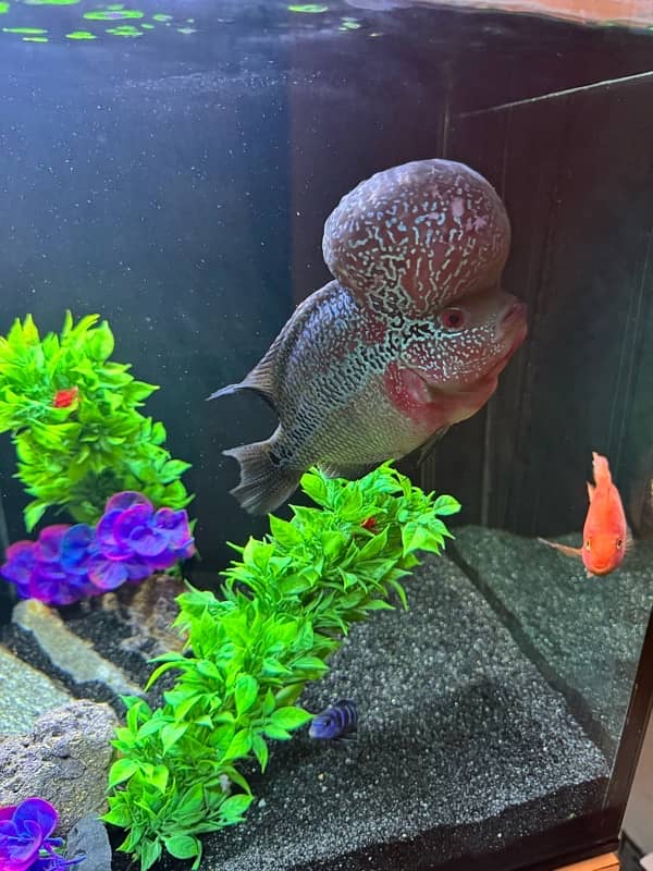 Superactive Flowerhorn 5