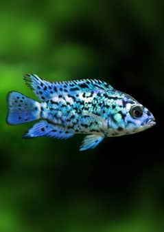 Electric Blue Jack Dempsey Cichlid