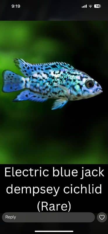 Electric Blue Jack Dempsey Cichlid 1