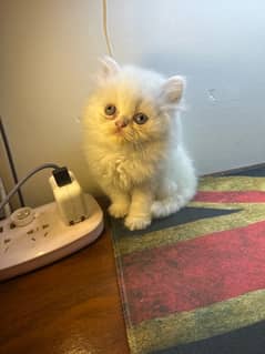 2 Months Old Persian Kitten Cat Punch Face For sale