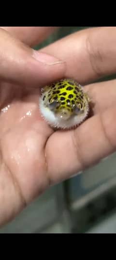 Green Spotted Puffer Fish