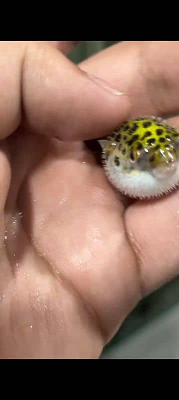 Green Spotted Puffer Fish 1