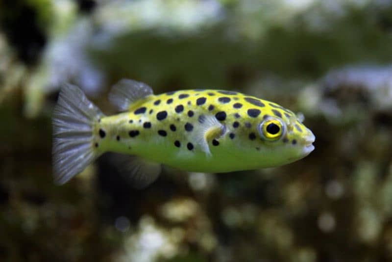 Green Spotted Puffer Fish 3