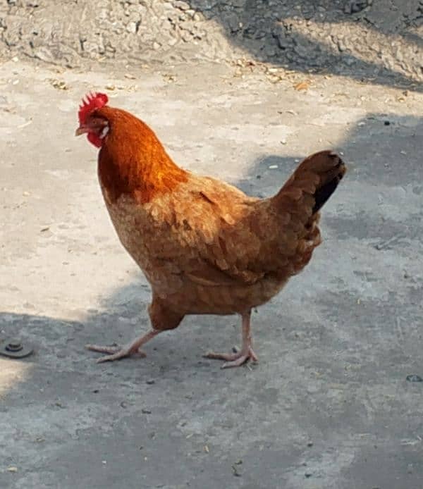 Quality heera trio breeder and aseel,desi hens and chicks for sale. 16