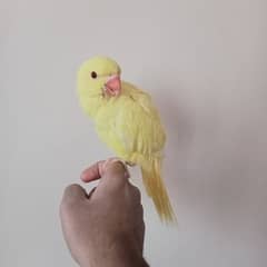 Yellow ringneck chick (female)