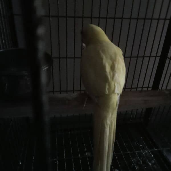 Yellow ringneck chick (female) 10