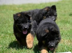 German shepherd long hair pedigree