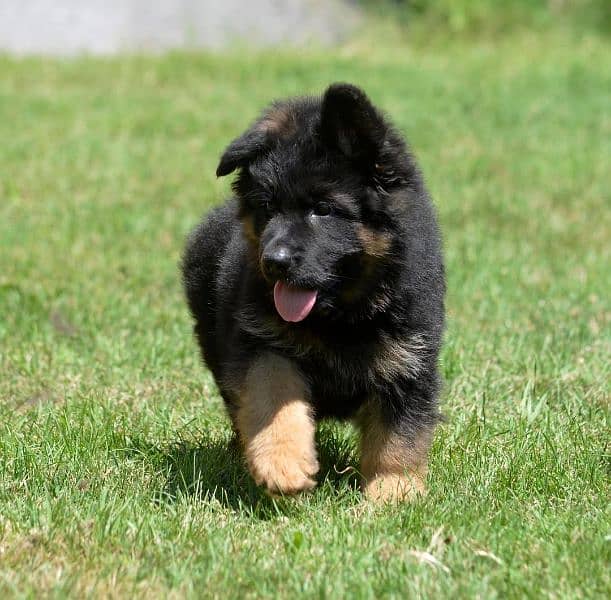 German shepherd long hair pedigree 1