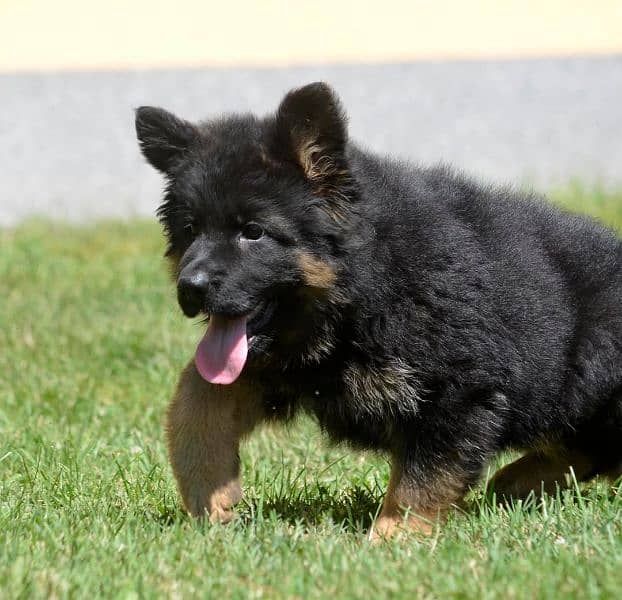 German shepherd long hair pedigree 2