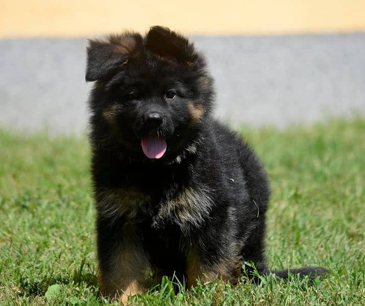 German shepherd long hair pedigree 3