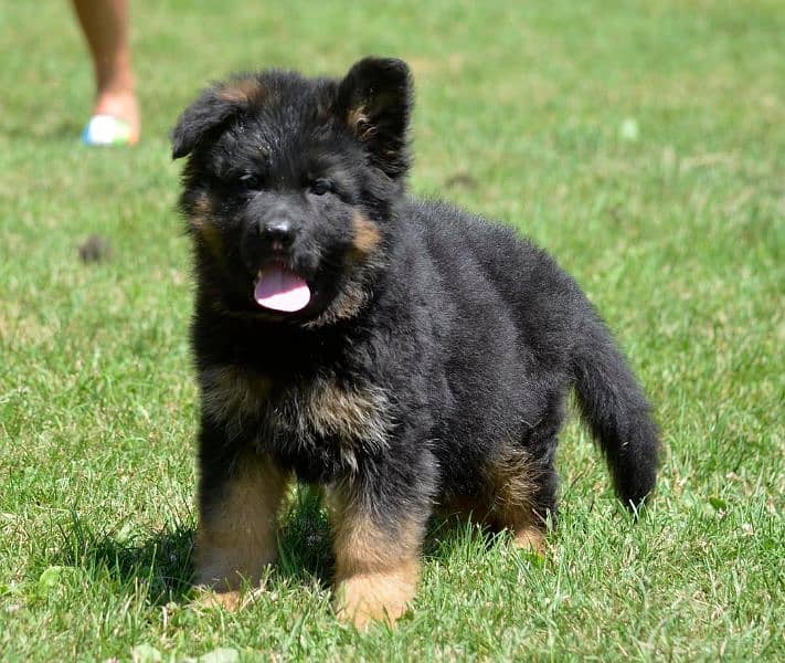 German shepherd long hair pedigree 4